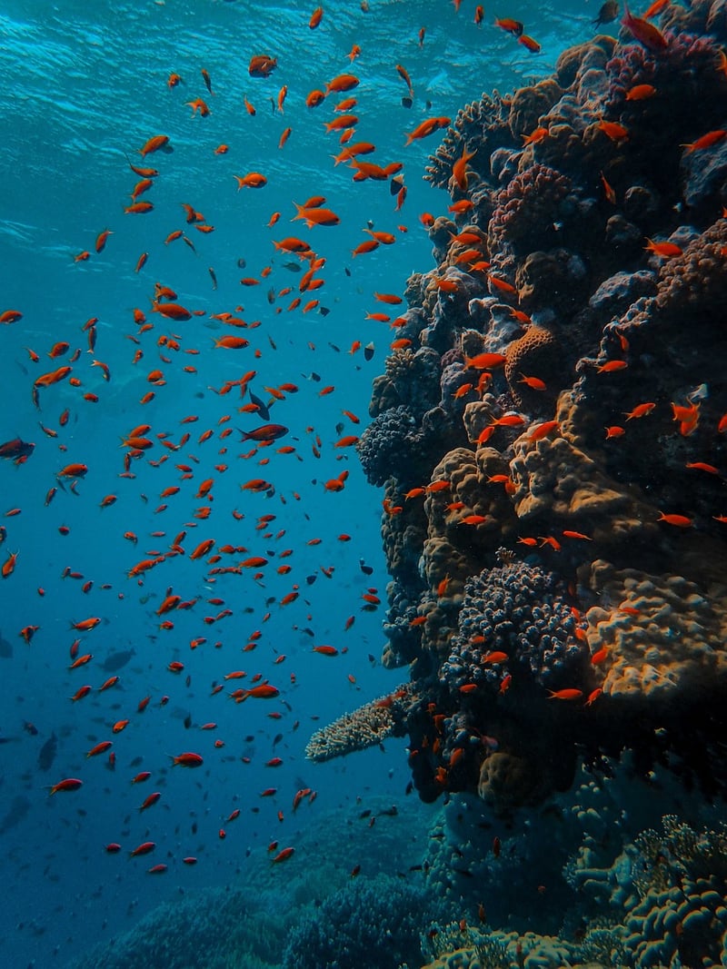 Deep-Sea Discovery